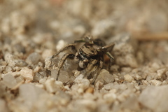 Habronattus cuspidatus