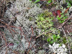 Cladonia convoluta