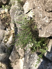 Asplenium × alternifolium