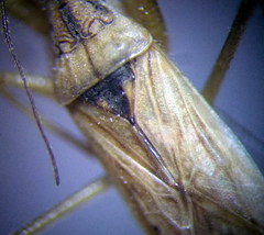 Nabis pseudoferus