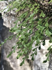 Asplenium × alternifolium