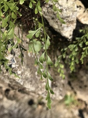 Asplenium × alternifolium