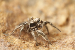 Habronattus cuspidatus