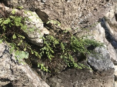 Asplenium × alternifolium