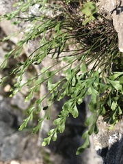 Asplenium × alternifolium
