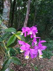 Cattleya harrisoniana