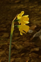 Narcissus longispathus