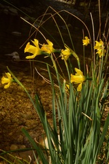 Narcissus longispathus