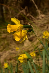 Narcissus longispathus