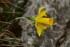 Narcissus longispathus