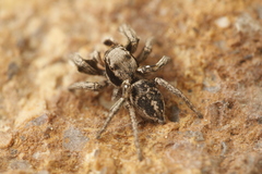 Habronattus cuspidatus