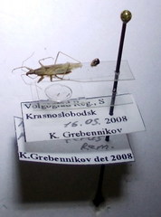 Nabis pseudoferus