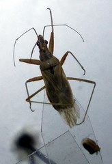 Nabis pseudoferus
