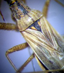 Nabis pseudoferus