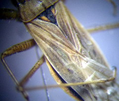Nabis pseudoferus