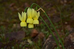Narcissus triandrus pallidulus