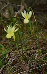 Narcissus triandrus pallidulus