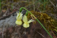 Narcissus triandrus pallidulus