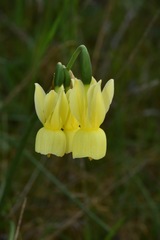 Narcissus triandrus pallidulus