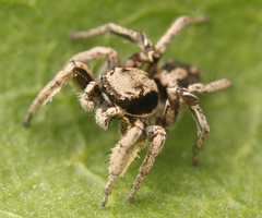 Habronattus coecatus
