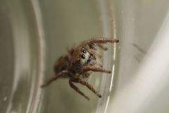 Habronattus festus