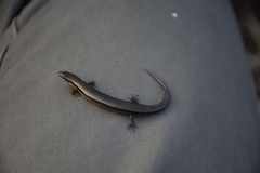 Panaspis