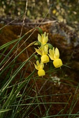 Narcissus triandrus pallidulus