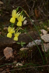 Narcissus triandrus pallidulus