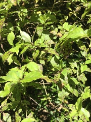 Coprosma tenuifolia