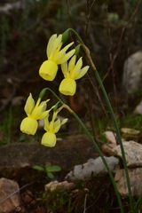 Narcissus triandrus pallidulus