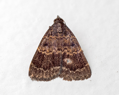 Hydrillodes hemusalis