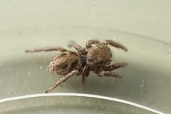 Habronattus festus