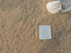 Geococcyx californianus