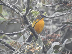 Anisognathus lacrymosus