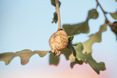 Striatoandricus aciculatus