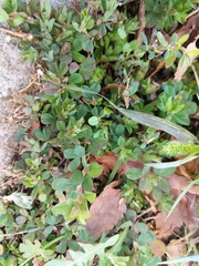 Kummerowia stipulacea