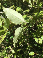 Coprosma tenuifolia