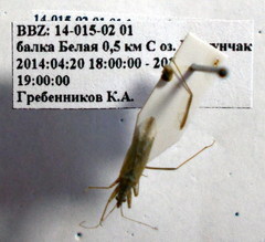 Nabis pseudoferus