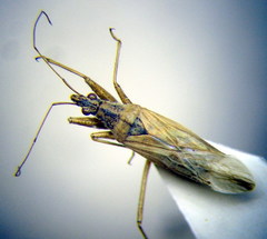 Nabis pseudoferus