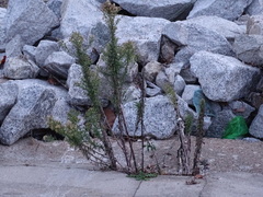 Erigeron bonariensis