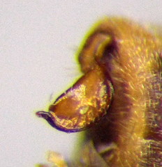 Nabis pseudoferus