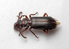 Pseudozaena orientalis