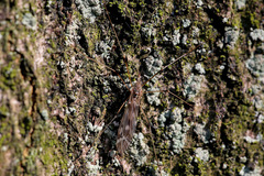 Tipula scripta
