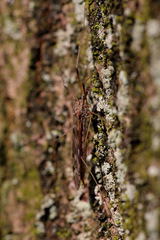 Tipula scripta