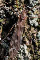 Tipula scripta
