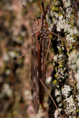 Tipula scripta