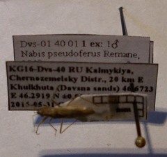 Nabis pseudoferus