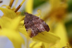 Choreutis pariana