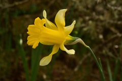 Narcissus confusus