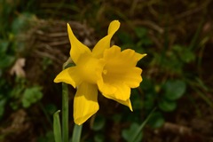 Narcissus confusus
